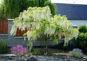 Wisteria Biała Glicynia Alba sadzonki P9
