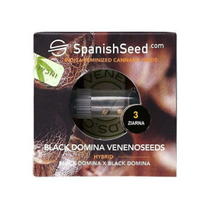 Nasiona Konopi Indyjskiej Black Domina Venenoseeds