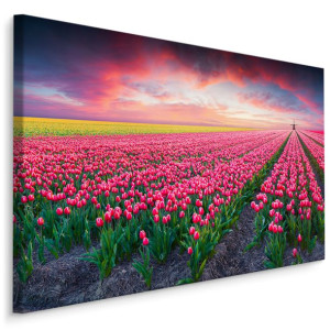 Obraz Canvas Do Jadalni Pole Kwitnących Tulipanów PEJZAŻ 3D Kwiaty 100x70