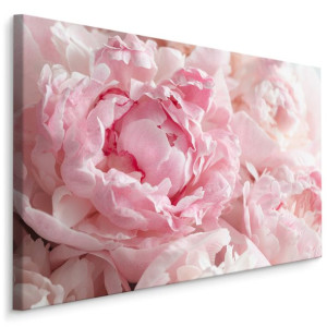 Obraz Canvas Do Salonu PIWONIE Kwiaty Natura 30x20