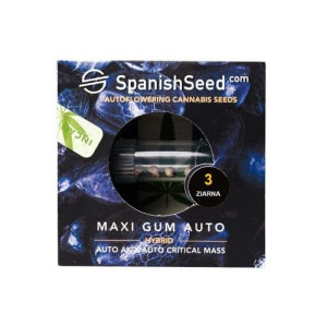 Nasiona Konopi Indyjskiej Maxi Gum Auto Ak X Critical Mass