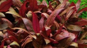 Alternanthera Reineckii Rosanervig PORCJA 3 sadzonki In vitro