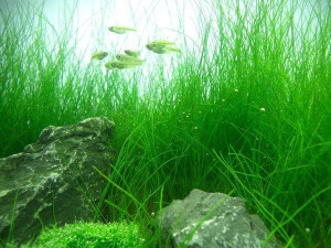 Eleocharis Acicularis Porcja 40 sadzonek In Vitro Piękna