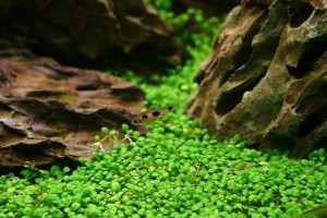 Glossostigma Elatinoides Kubek 10cm in vitro Trawnik