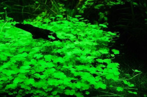 Hydrocotyle Sp Japan Porcja 20 sadzonek In Vitro Piękna