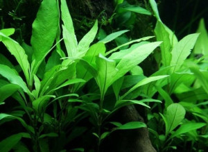 Hygrophila Corymbosa Siamensis 53B Kubek 10cm in vitro Piękna