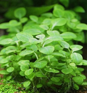Lobelia Cardinalis Mini Kubek 5cm In vitro Piękna