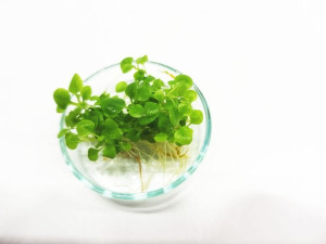 Lobelia Cardinalis Mini PORCJA 5 sadzonki In vitro Piękna