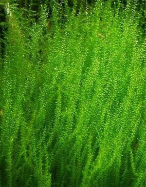 Mech Stringy Moss Porcja 30 gałązek In Vitro Piękny