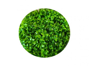 Micranthemum Monte Carlo Kubek 5cm In vitro Piękna