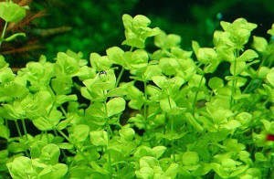 Micranthemum Umbrosum Kubek 5cm in vitro Piękna