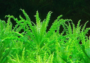 Pogostemon Helferi Kubek 10cm In Vitro Piękna
