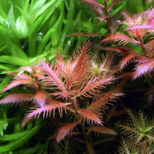 Proserpinaca palustris Pełzacz Kubek 10cm in vitro Piękna