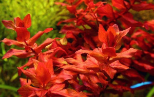 Rotala Macrandra Kubek 10cm In vitro Piękna