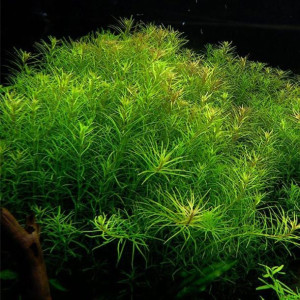 Rotala Nanjenshan Porcja 10 sadzonek In Vitro Piękna