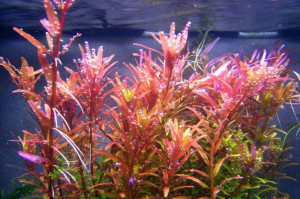 Rotala Rotundifolia Red Kubek 5cm in vitro Piękna