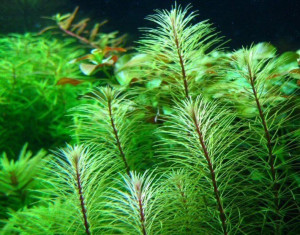 Rotala Sp Vietnam Kubek 10cm in vitro Piękna