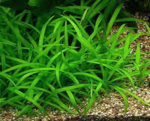 Sagittaria Subulata Porcja 10 sadzonki In Vitro Piękna