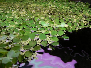 Salvinia Natans Salwinia Pływająca Kubek 5cm In Vitro Piękna
