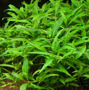 Staurogyne Porto Velho Kubek 10cm in vitro Piękna