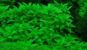 Staurogyne Repens Kubek 10cm in vitro Piękna