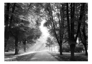 Fototapeta - Ścieżka wspomnień [Rozmiar: 400X280]