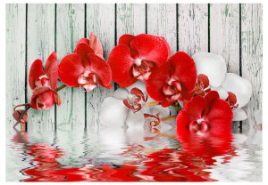 Fototapeta - Rubinowa orchidea [Rozmiar: 400X280]