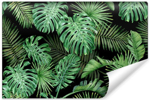Fototapeta Ścienna Tropikalne Liście MONSTERA Natura 405cm x 270cm