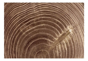 Fototapeta - Surowe drzewo [Rozmiar: 400X280]