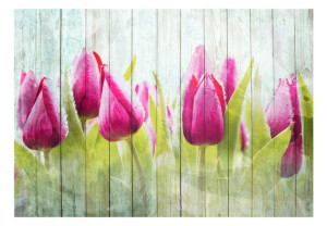 Fototapeta - Tulipany na białym drewnie [Rozmiar: 400X280]
