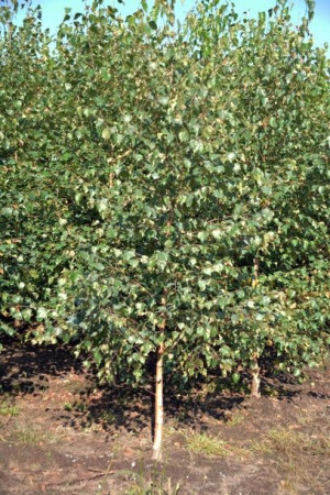 Brzoza Brodawkowata sadzonki 80-120 cm PAKIET 100