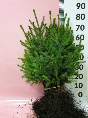 Świerk Serbski Picea Omorica 4 latek PAKIET 100szt