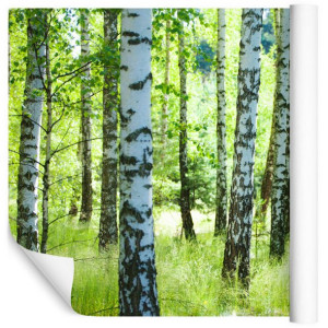 Fototapeta Do Salonu BRZOZY Liście Natura Las Drzewa 180cm x 120cm