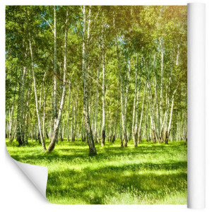 Fototapeta Do Salonu DRZEWA Las Natura Pejzaż Zieleń 3D 315cm x 210cm