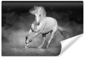 Fototapeta do Biura Czarno-Biały KOŃ Dekoracja Zwierzęta 180cm x 120cm