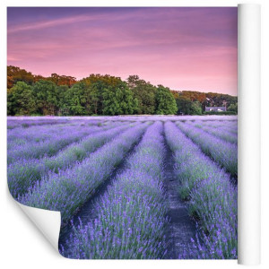 Fototapeta Do Sypialni Pole LAWENDA Pejzaż Natura Zachód 3D 180cm x 120cm