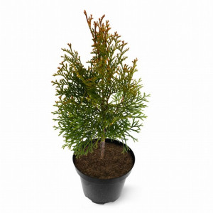 Tuja Szmaragd 25 - 30 cm 1,5l  iglak