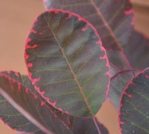 Perukowiec Royal Purple P9 sadzonka  purpurowe liście