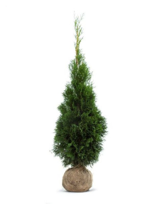 Tuja SZMARAGD (Thuja smaragd) 100 -120 cm