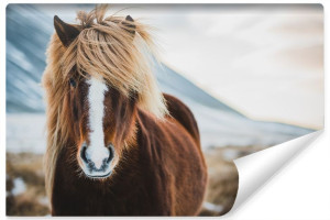 Fototapeta Do Salonu Islandzki KOŃ Zimowy Pejzaż 3D 180cm x 120cm
