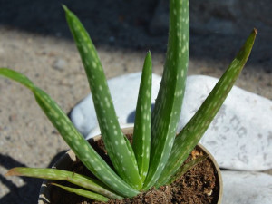 Aloes zwyczajny - roślina lecznicza, oczyszczająca powietrze P10
