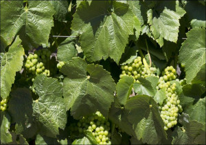California Vineyards, Carol Highsmith - plakat 40x30 cm