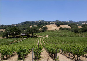 California Vineyards., Carol Highsmith - plakat 84,1x59,4 cm