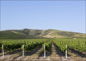 California vineyards., Carol Highsmith - plakat 29,7x21 cm