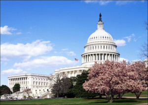 Capitol Hill during the cherry blossom season., Carol Highsmith - plakat 50