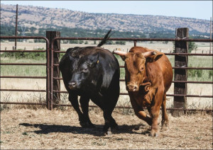 Cattle at Dye Creek Ranch near Red Bluff, California., Carol Highsmith - pl