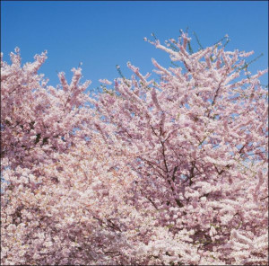 Cherry blossoms, Carol Highsmith - plakat 50x50 cm