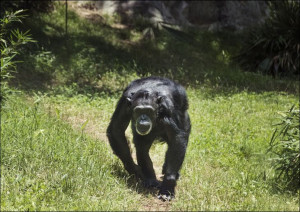 Chimpanzee at the North Carolina Zoological Park in Asheboro, North Carolin