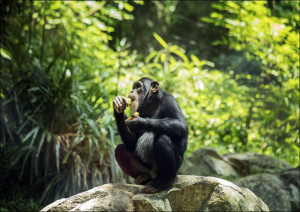 Chimpanzee at the North Carolina Zoological Park in Asheboro, North Carolin