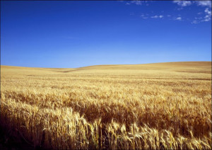 Classic Kansas field of waving wheat., Carol Highsmith - plakat 100x70 cm